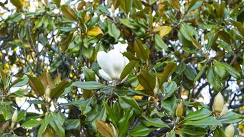 natürlicher hintergrund mit mashnolia-baum foto