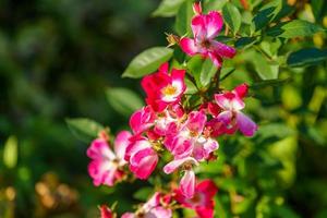 zarte rote Rose auf einem Blumenbeet foto