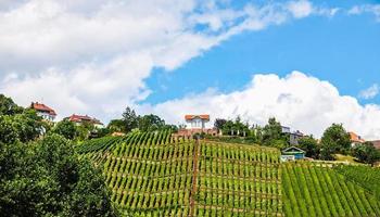 hdr weinberg in stuttgart foto