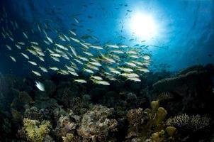 recif corallien, sous l'eau, corail, poisson, monde marin foto