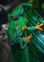 Rotäugiger Laubfrosch, Agalychnis callidryas foto