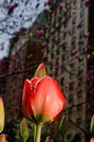 rote Tulpen auf Park Ave in New York City