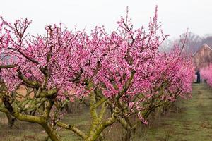 Pfirsichblüten foto