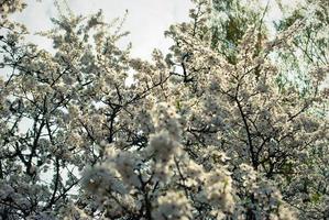 schöne weiße Blüten des Kirschbaums. foto