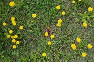 Frühlingsblumen blühten im Garten des Dorfes foto