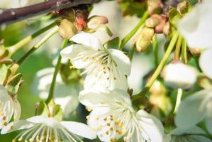 Kirschblumen, schöner Frühlingshintergrund. foto