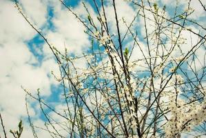 schöne weiße Blüten des Kirschbaums. foto