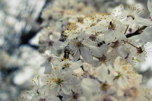 schöne sakura-blumen, kirschblüte foto