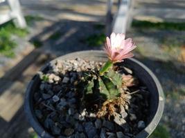 hellviolette Kaktusblüte in einem Topf, unscharfer Hintergrund foto