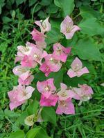 Blühender Bougainvillea-Strauß am Baum. grüner Blatthintergrund foto