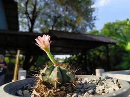 Einzelne hellviolette Kaktusblüte in einem Topf, unscharfer Hintergrund foto