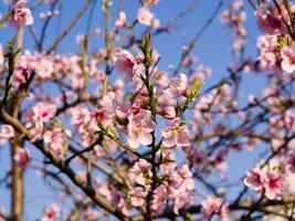 Frühlingsblumenserie, rosa Pfirsichblüte foto