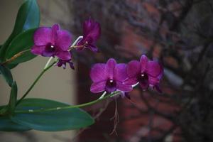 schöner Orchideenblütenbaum foto