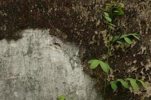 Pflanze auf alte Mauer foto