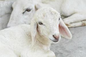 Weiße Schafe auf dem Bauernhof foto