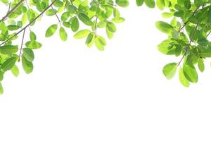 Weltumwelttag. grüne Blätter auf weißem Hintergrund foto