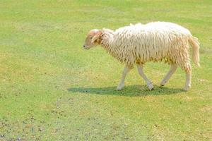 Weiße Schafe auf dem Bauernhof foto