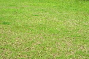 grünes Gras im Stadion foto