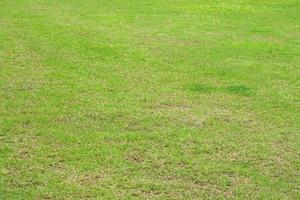 grünes Gras im Stadion foto