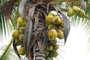 alte Kokosnuss auf dem Baum essfertig foto