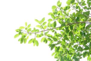 grüne Blätter auf einem weißen Hintergrund foto