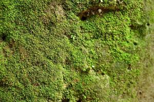 grünes moos wächst auf dem steinboden foto