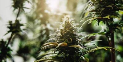 Cannabisbaum mit Sonnenscheinhintergrund foto