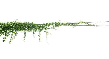 Grüne Efeupflanzen, die an elektrischen Drähten hängen, isolieren weißen Hintergrund foto