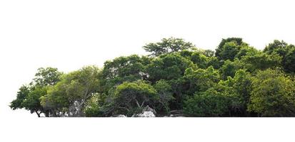 Gruppe grüner Baum isoliert auf weißem Hintergrund foto