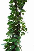 grünes blatt monstera pflanze auf baumisolat auf weißem hintergrund foto