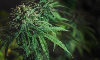Cannabisbaum mit Sonnenscheinhintergrund foto