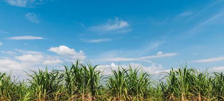 Zuckerrohr mit blauem Himmelshintergrund foto