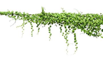Grüne Efeupflanzen, die an elektrischen Drähten hängen, isolieren weißen Hintergrund
