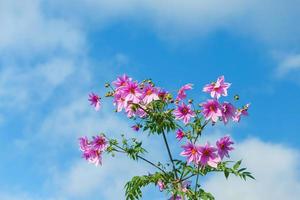 schöne rosa blumen, frische farbe mit wolken- und blauem himmelhintergrund. foto