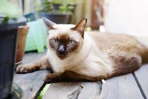 siamesische katze entspannen sich auf holzboden mit sonnenlicht im natürlichen garten foto