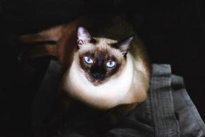 siamesische katze mit blauen augen, die auf dem boden sitzen foto