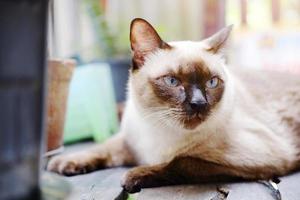 siamesische katze entspannen sich auf holzboden mit sonnenlicht im natürlichen garten foto