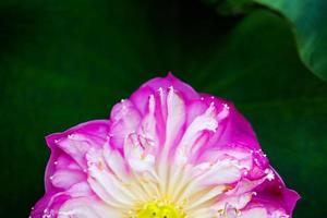 Seerosenblume im Brunnenteich schön im grünen Naturhintergrund foto