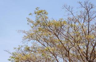 großer trockener Baum mit vielen Ästen. foto