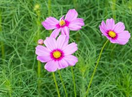 rosa blühender Kosmos foto