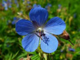 blaue Blumen. wunderbare Natur. foto