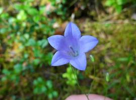 Glocke. Blume. spazieren und wandern foto