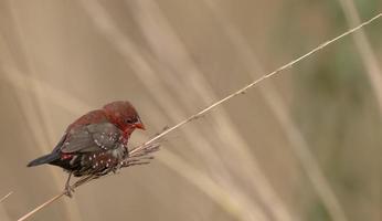 roter avadavat oder amandava amandava männlicher vogel, der auf trockenen büschen im wald hockt. foto