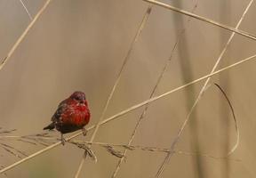 roter avadavat oder amandava amandava männlicher vogel, der auf trockenen büschen im wald hockt. foto