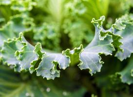 Zierkohl und Kohl foto