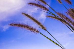 Missionsgras und der blaue Himmel foto