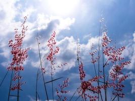 Natal-Rubingrasblumen im hellen Sonnenlicht und flauschige Wolken am blauen Himmel foto