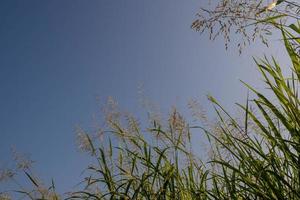 phragmites karka grasblumen im hellen sonnenlicht und flauschige wolken am blauen himmel foto