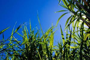 Sonnenlicht und blauer Himmel über der Zuckerrohrfarm foto