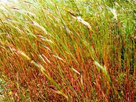 Blume aus Wirrkopfgras im Wind foto